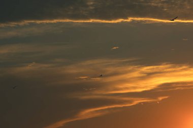 24 Ağustos 2025 'te Arnavutluk' un Vlora kenti üzerinde yumuşak altın gün batımı bulutları, huzur dolu minimalist bir sahnede tek başına gökyüzünde süzülen bir kuş..