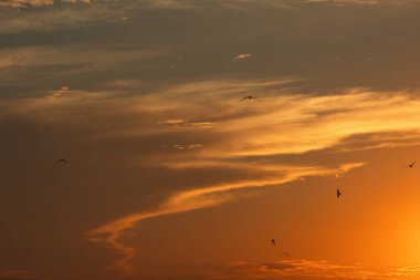 24 Ağustos 2025 'te Arnavutluk' un Vlora kenti üzerinde yumuşak altın gün batımı bulutları, huzur dolu minimalist bir sahnede tek başına gökyüzünde süzülen bir kuş..