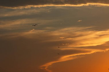 24 Ağustos 2025 'te Arnavutluk' un Vlora kenti üzerinde yumuşak altın gün batımı bulutları, huzur dolu minimalist bir sahnede tek başına gökyüzünde süzülen bir kuş..