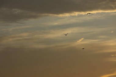 24 Ağustos 2025 'te Arnavutluk' un Vlora kenti üzerinde yumuşak altın gün batımı bulutları, huzur dolu minimalist bir sahnede tek başına gökyüzünde süzülen bir kuş..