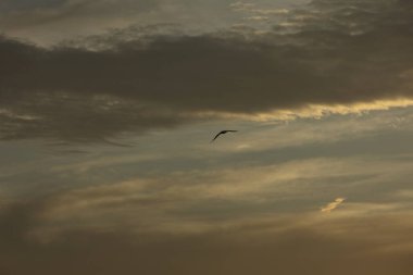 24 Ağustos 2025 'te Arnavutluk' un Vlora kenti üzerinde yumuşak altın gün batımı bulutları, huzur dolu minimalist bir sahnede tek başına gökyüzünde süzülen bir kuş..