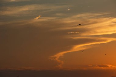 24 Ağustos 2025 'te Arnavutluk' un Vlora kenti üzerinde yumuşak altın gün batımı bulutları, huzur dolu minimalist bir sahnede tek başına gökyüzünde süzülen bir kuş..