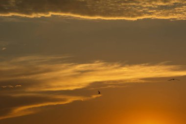 24 Ağustos 2025 'te Arnavutluk' un Vlora kenti üzerinde yumuşak altın gün batımı bulutları, huzur dolu minimalist bir sahnede tek başına gökyüzünde süzülen bir kuş..