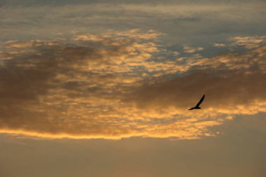 24 Ağustos 2025 'te Arnavutluk' un Vlora kenti üzerinde yumuşak altın gün batımı bulutları, huzur dolu minimalist bir sahnede tek başına gökyüzünde süzülen bir kuş..