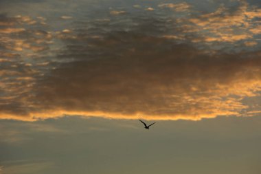 24 Ağustos 2025 'te Arnavutluk' un Vlora kenti üzerinde yumuşak altın gün batımı bulutları, huzur dolu minimalist bir sahnede tek başına gökyüzünde süzülen bir kuş..