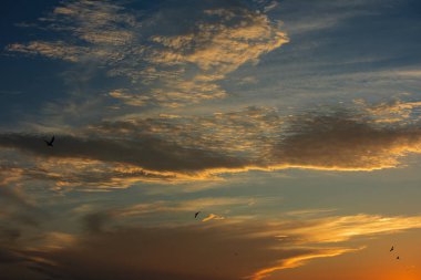 24 Ağustos 2025 'te Arnavutluk' un Vlora kenti üzerinde yumuşak altın gün batımı bulutları, huzur dolu minimalist bir sahnede tek başına gökyüzünde süzülen bir kuş..