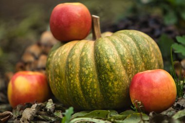 Taze sonbahar hasadı, yerde kırmızı elmalarla çevrili yeşil bir balkabağıyla hayat dolu. Doğal arka planı olan mevsimlik sonbahar kompozisyonu