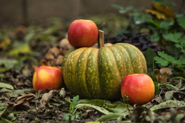 Taze sonbahar hasadı, yerde kırmızı elmalarla çevrili yeşil bir balkabağıyla hayat dolu. Doğal arka planı olan mevsimlik sonbahar kompozisyonu