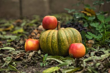 Taze sonbahar hasadı, yerde kırmızı elmalarla çevrili yeşil bir balkabağıyla hayat dolu. Doğal arka planı olan mevsimlik sonbahar kompozisyonu