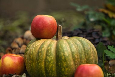 Taze sonbahar hasadı, yerde kırmızı elmalarla çevrili yeşil bir balkabağıyla hayat dolu. Doğal arka planı olan mevsimlik sonbahar kompozisyonu