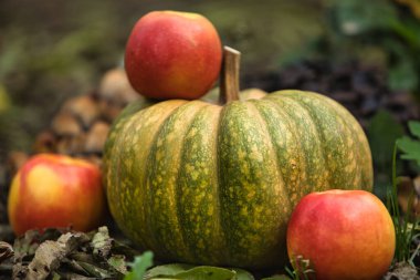Taze sonbahar hasadı, yerde kırmızı elmalarla çevrili yeşil bir balkabağıyla hayat dolu. Doğal arka planı olan mevsimlik sonbahar kompozisyonu