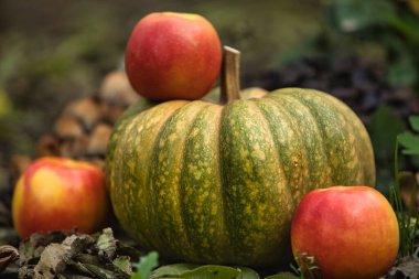 Taze sonbahar hasadı, yerde kırmızı elmalarla çevrili yeşil bir balkabağıyla hayat dolu. Doğal arka planı olan mevsimlik sonbahar kompozisyonu