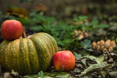 Taze sonbahar hasadı, yerde kırmızı elmalarla çevrili yeşil bir balkabağıyla hayat dolu. Doğal arka planı olan mevsimlik sonbahar kompozisyonu