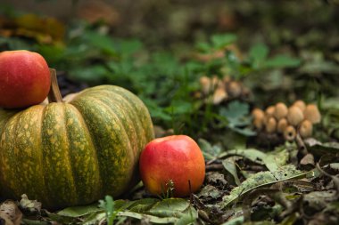 Taze sonbahar hasadı, yerde kırmızı elmalarla çevrili yeşil bir balkabağıyla hayat dolu. Doğal arka planı olan mevsimlik sonbahar kompozisyonu