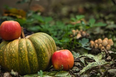 Taze sonbahar hasadı, yerde kırmızı elmalarla çevrili yeşil bir balkabağıyla hayat dolu. Doğal arka planı olan mevsimlik sonbahar kompozisyonu