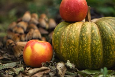 Taze sonbahar hasadı, yerde kırmızı elmalarla çevrili yeşil bir balkabağıyla hayat dolu. Doğal arka planı olan mevsimlik sonbahar kompozisyonu