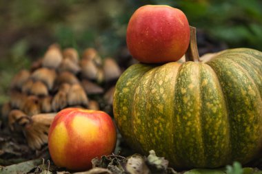 Taze sonbahar hasadı, yerde kırmızı elmalarla çevrili yeşil bir balkabağıyla hayat dolu. Doğal arka planı olan mevsimlik sonbahar kompozisyonu