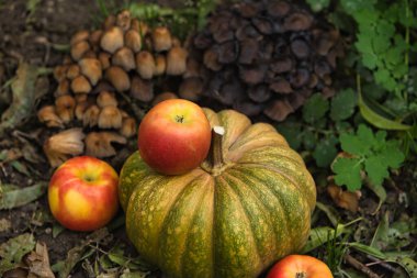 Taze sonbahar hasadı, yerde kırmızı elmalarla çevrili yeşil bir balkabağıyla hayat dolu. Doğal arka planı olan mevsimlik sonbahar kompozisyonu