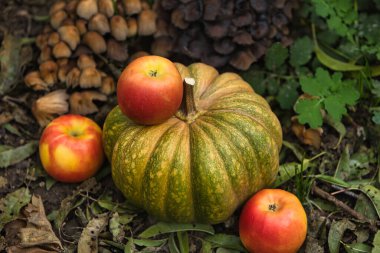 Taze sonbahar hasadı, yerde kırmızı elmalarla çevrili yeşil bir balkabağıyla hayat dolu. Doğal arka planı olan mevsimlik sonbahar kompozisyonu