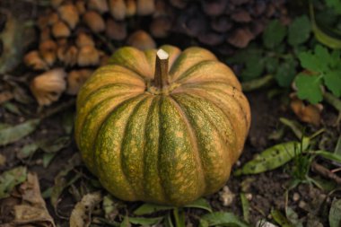 Sonbahar balkabağı, orman bahçesinde yapraklar ve yabani mantarlarla kaplı yerde dinleniyor. Mevsimlik hasat, doğal toprak tonlarıyla hayat, sonbahar, Şükran Günü ve kırsal temalar için mükemmel..