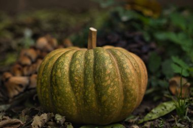 Sonbahar balkabağı, orman bahçesinde yapraklar ve yabani mantarlarla kaplı yerde dinleniyor. Mevsimlik hasat, doğal toprak tonlarıyla hayat, sonbahar, Şükran Günü ve kırsal temalar için mükemmel..