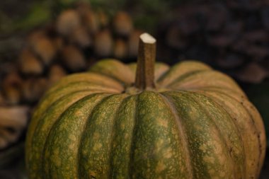 Sonbahar balkabağı, orman bahçesinde yapraklar ve yabani mantarlarla kaplı yerde dinleniyor. Mevsimlik hasat, doğal toprak tonlarıyla hayat, sonbahar, Şükran Günü ve kırsal temalar için mükemmel..