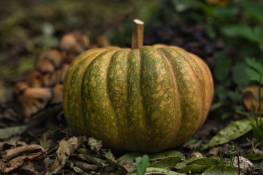 Sonbahar balkabağı, orman bahçesinde yapraklar ve yabani mantarlarla kaplı yerde dinleniyor. Mevsimlik hasat, doğal toprak tonlarıyla hayat, sonbahar, Şükran Günü ve kırsal temalar için mükemmel..