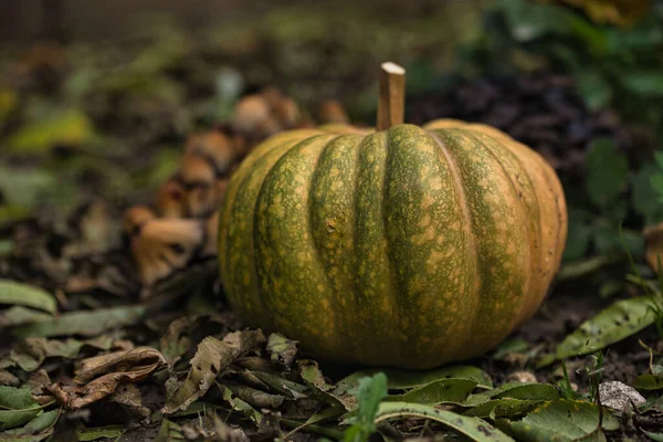 Sonbahar balkabağı, orman bahçesinde yapraklar ve yabani mantarlarla kaplı yerde dinleniyor. Mevsimlik hasat, doğal toprak tonlarıyla hayat, sonbahar, Şükran Günü ve kırsal temalar için mükemmel..