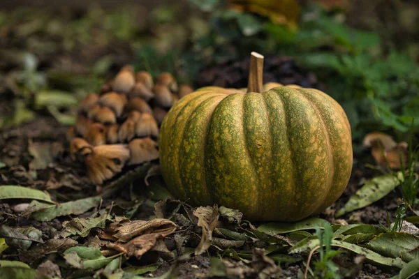 Sonbahar balkabağı, orman bahçesinde yapraklar ve yabani mantarlarla kaplı yerde dinleniyor. Mevsimlik hasat, doğal toprak tonlarıyla hayat, sonbahar, Şükran Günü ve kırsal temalar için mükemmel..