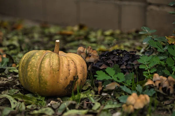 Sonbahar balkabağı, orman bahçesinde yapraklar ve yabani mantarlarla kaplı yerde dinleniyor. Mevsimlik hasat, doğal toprak tonlarıyla hayat, sonbahar, Şükran Günü ve kırsal temalar için mükemmel..