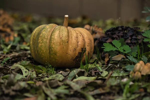 Sonbahar balkabağı, orman bahçesinde yapraklar ve yabani mantarlarla kaplı yerde dinleniyor. Mevsimlik hasat, doğal toprak tonlarıyla hayat, sonbahar, Şükran Günü ve kırsal temalar için mükemmel..