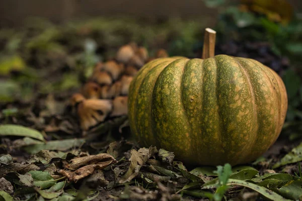 Sonbahar balkabağı, orman bahçesinde yapraklar ve yabani mantarlarla kaplı yerde dinleniyor. Mevsimlik hasat, doğal toprak tonlarıyla hayat, sonbahar, Şükran Günü ve kırsal temalar için mükemmel..