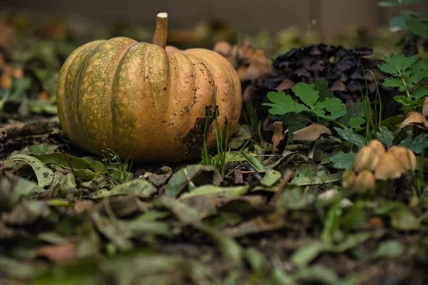 Sonbahar balkabağı, orman bahçesinde yapraklar ve yabani mantarlarla kaplı yerde dinleniyor. Mevsimlik hasat, doğal toprak tonlarıyla hayat, sonbahar, Şükran Günü ve kırsal temalar için mükemmel..