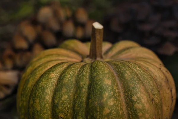 Sonbahar balkabağı, orman bahçesinde yapraklar ve yabani mantarlarla kaplı yerde dinleniyor. Mevsimlik hasat, doğal toprak tonlarıyla hayat, sonbahar, Şükran Günü ve kırsal temalar için mükemmel..