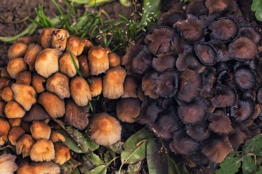 Cluster of small wild mushrooms growing on the forest floor among fallen leaves and green grass. Natural autumn woodland fungi scene with earthy textures, perfect for nature, ecology, and seasonal backgrounds.