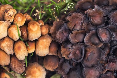 Cluster of small wild mushrooms growing on the forest floor among fallen leaves and green grass. Natural autumn woodland fungi scene with earthy textures, perfect for nature, ecology, and seasonal backgrounds.