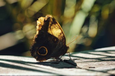 Kelebek bahçesindeki canlı kırmızı tropikal çiçeklerin üzerinde dinlenen siyah kelebek, bulanık yeşil bir arka planla yumuşak doğal ışıkta yakalanır..