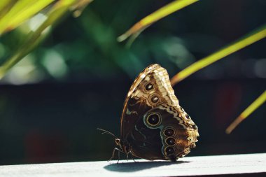 Kelebek bahçesindeki canlı kırmızı tropikal çiçeklerin üzerinde dinlenen siyah kelebek, bulanık yeşil bir arka planla yumuşak doğal ışıkta yakalanır..