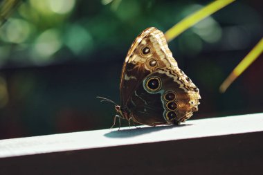 Kelebek bahçesindeki canlı kırmızı tropikal çiçeklerin üzerinde dinlenen siyah kelebek, bulanık yeşil bir arka planla yumuşak doğal ışıkta yakalanır..