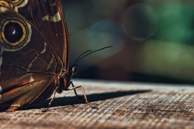 Kelebek bahçesindeki canlı kırmızı tropikal çiçeklerin üzerinde dinlenen siyah kelebek, bulanık yeşil bir arka planla yumuşak doğal ışıkta yakalanır..