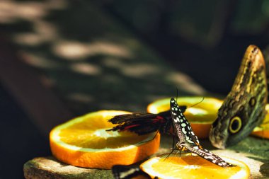 Moldova 'nın Chiinu Park kentindeki Tropikal Kelebek Evi' nde portakal dilimleriyle beslenen renkli kelebekler.