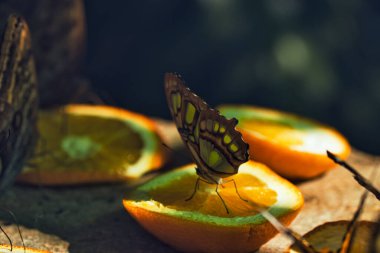 Moldova 'nın Chiinu Park kentindeki Tropikal Kelebek Evi' nde portakal dilimleriyle beslenen renkli kelebekler.