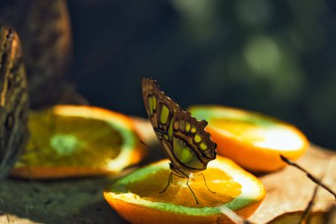 Moldova 'nın Chiinu Park kentindeki Tropikal Kelebek Evi' nde portakal dilimleriyle beslenen renkli kelebekler.
