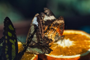 Moldova 'nın Chiinu Park kentindeki Tropikal Kelebek Evi' nde portakal dilimleriyle beslenen renkli kelebekler.