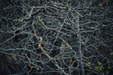 Yoğun orman ormanları, kıvrık dalları ve seyrek sonbahar yapraklarıyla karamsar bir doğal manzara yaratıyor. Sonbaharın sonlarında vahşi orman bitkileri, gösterişli dokular, derinlik ve evcilleştirilmemiş doğanın sakin atmosferi..