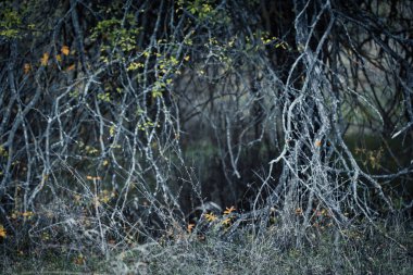 Yoğun orman ormanları, kıvrık dalları ve seyrek sonbahar yapraklarıyla karamsar bir doğal manzara yaratıyor. Sonbaharın sonlarında vahşi orman bitkileri, gösterişli dokular, derinlik ve evcilleştirilmemiş doğanın sakin atmosferi..