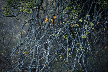 Yoğun orman ormanları, kıvrık dalları ve seyrek sonbahar yapraklarıyla karamsar bir doğal manzara yaratıyor. Sonbaharın sonlarında vahşi orman bitkileri, gösterişli dokular, derinlik ve evcilleştirilmemiş doğanın sakin atmosferi..