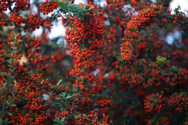 Evergreen kozalaklı dallar küçük kırmızı böğürtlenlerle sığ alan derinliğinde yumuşak doğal ışıkla yakalanır ve sakin bir kış ormanı atmosferi yaratır..