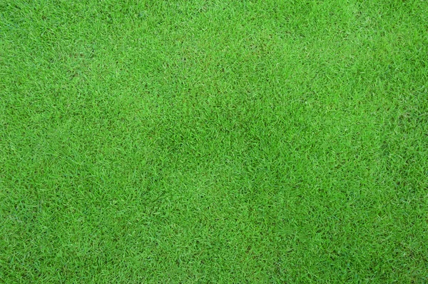 Green grass texture background, Top view of grass garden Ideal concept used for making green flooring, lawn for training football pitch, Grass Golf Courses green lawn pattern textured background. Natural grass floor.