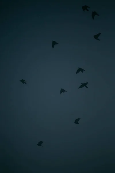 Group of birds flying over the city early in the morning — Stock Photo, Image